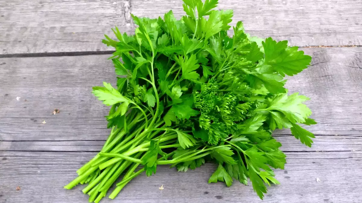 Sur cette image on voit un bouquet de persil sur une table en bois.